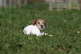 JACK RUSSEL 071